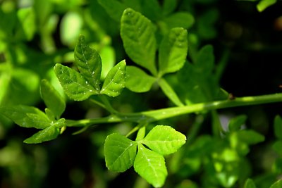Poncirus trifoliata - citronečník trojlistý - listy